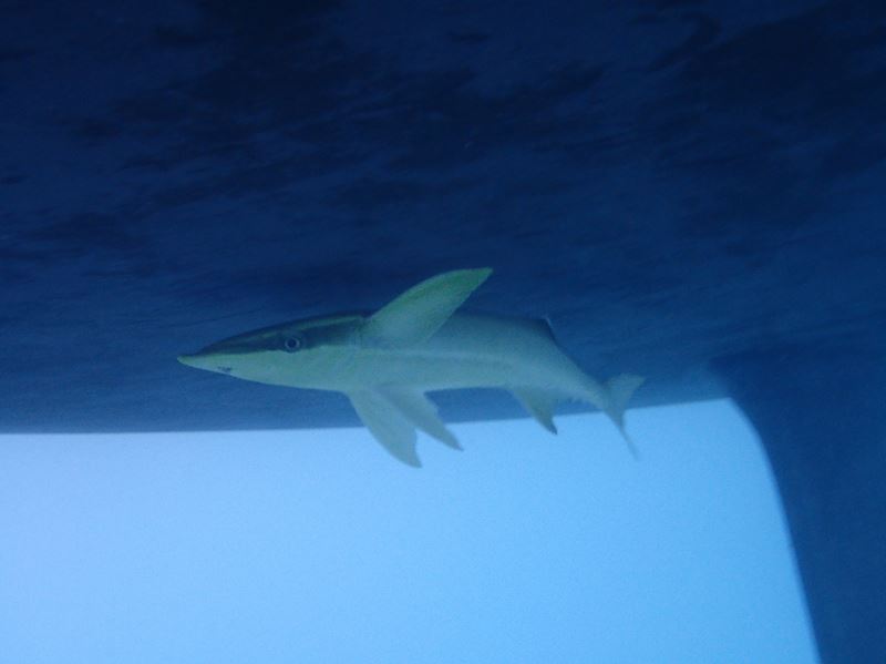 notre nouveau chien !