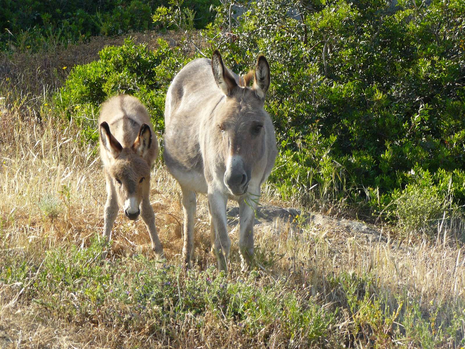 petits anes d&rsquo;Asinara