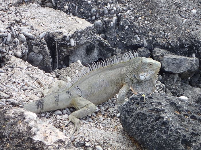 &hellip;de toutes les bêtes !!