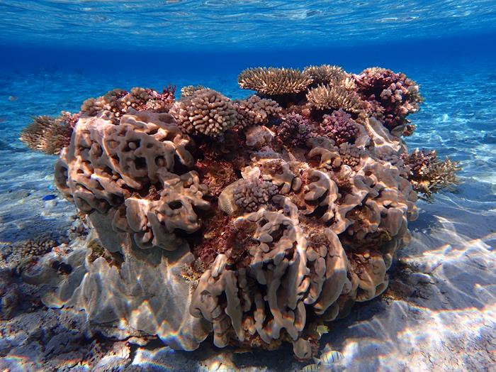 re -plaisir snorkelling