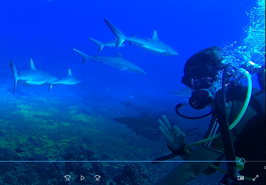 PLONGEE avec les requins