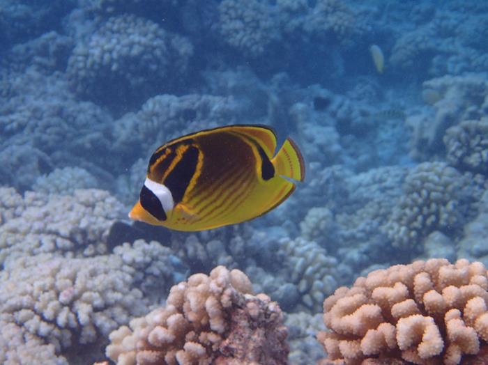 le monde" sous marine"