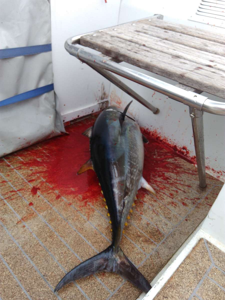 âmes sensibles ne regardez pas !