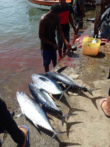 13h l&rsquo;arrivée des pêcheurs a palmeir