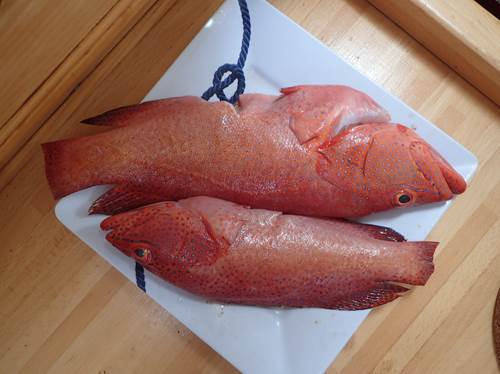 les garopas nos poissons preferés