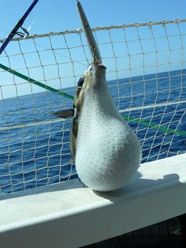 on p^che de drole de poisson