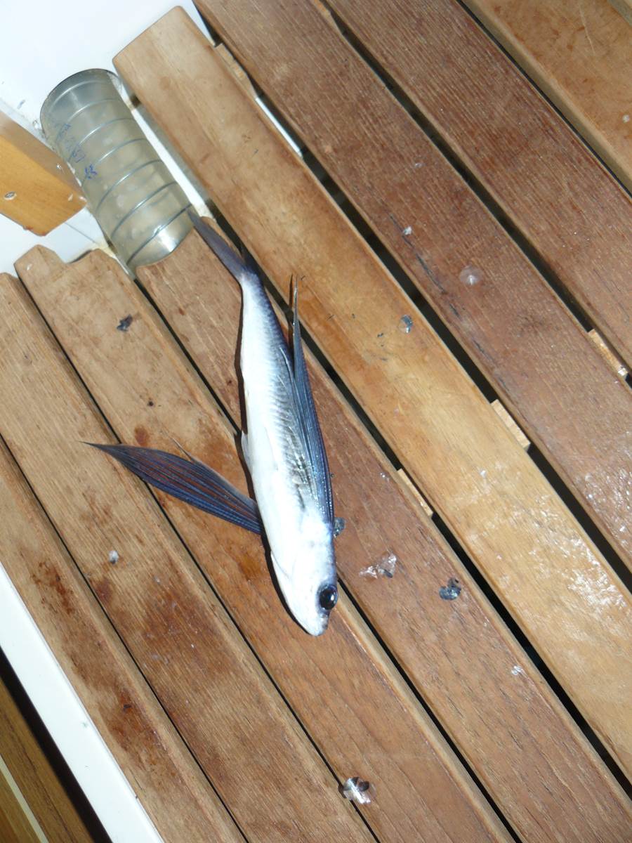 AUTRE TECHNIQUE de PECHE