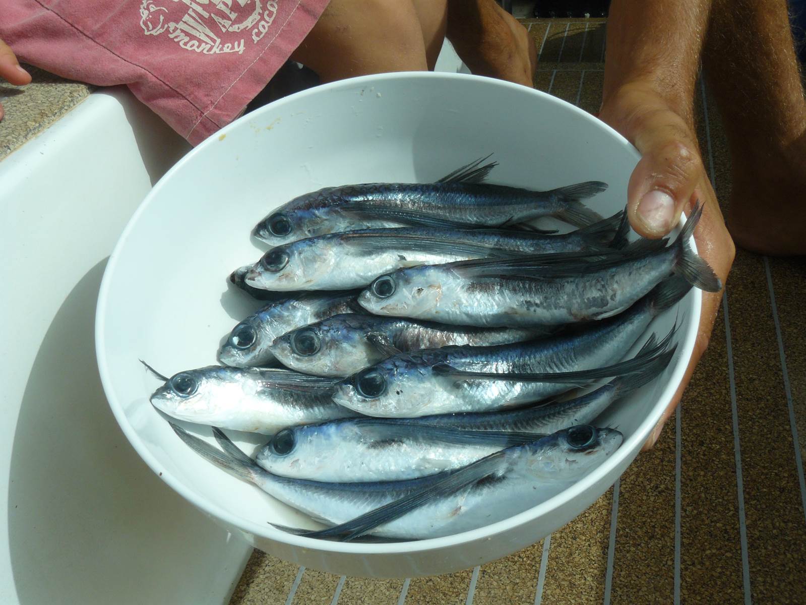 La cueillette d&rsquo;une des matinées !